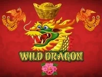 Wild Dragon